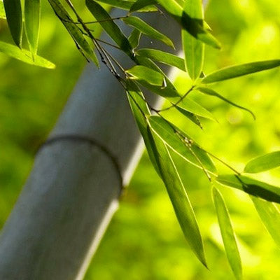 All you ever wanted to know about Bamboo